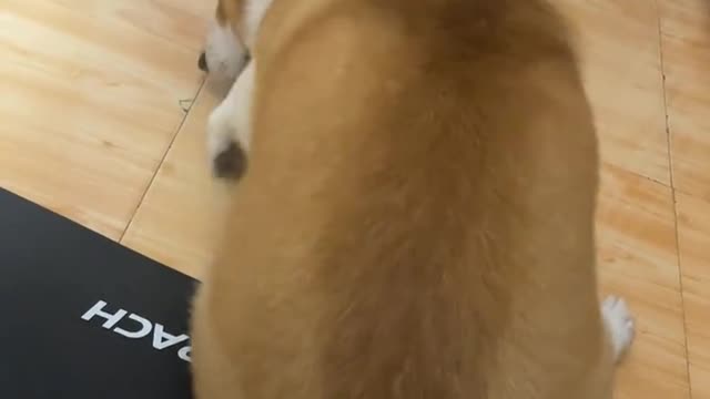 On Corgi's sense of ritual before going to bed every night？