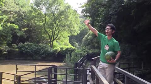 Hippo eat watermelon ASMR