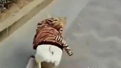 Injoy dogi masti video