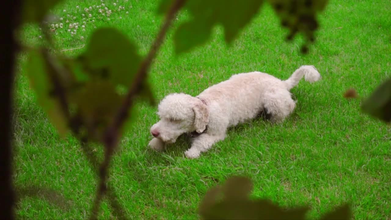 White dog lying on green grass. Camera spying on white poodle lying on grass