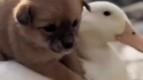 Dog and 🦆Duck so cute#short video