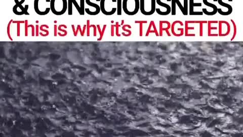 Water Has Memory & Conciousness