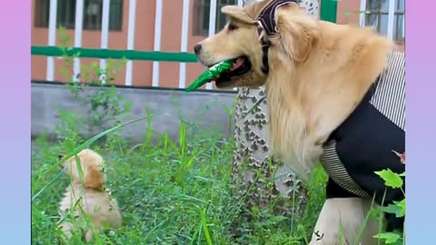 Smart Dog 32