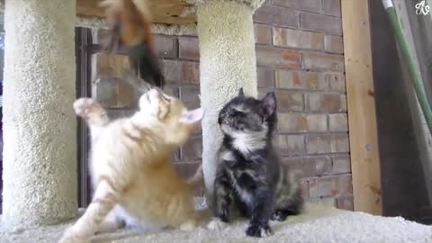 funny kitten dizziness