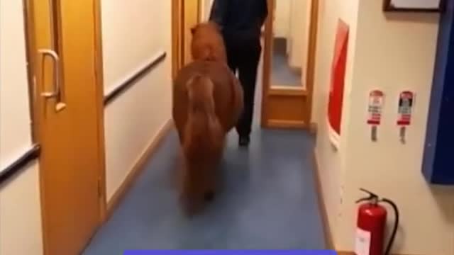 When the pony is finally freed from jail