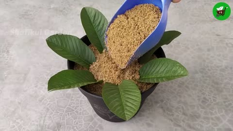 How to grow guava trees from guava leaves