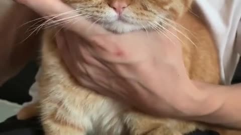 Little orange cat