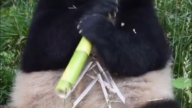 Clever panda eating bamboo