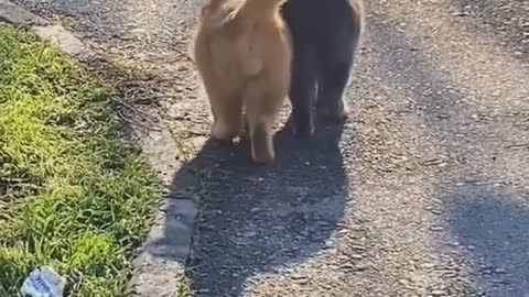 Kitties in Love