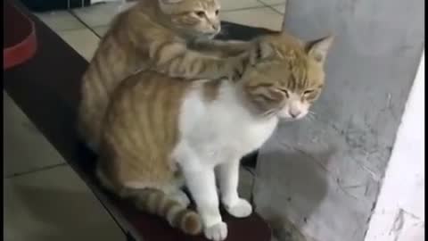 Cats that love each other. The massage looks very comfortable.