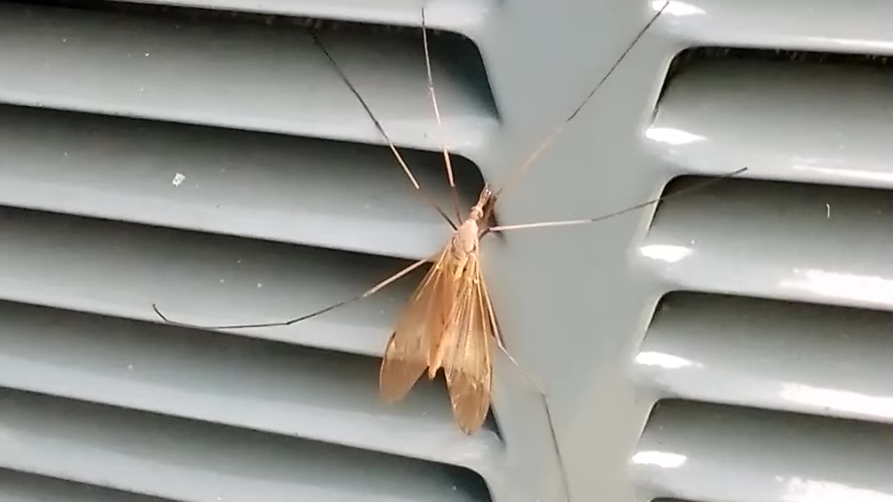 Stunned A Crane Fly | The Rural Outdoors