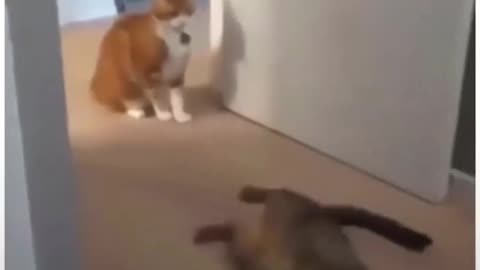 Cat TKO