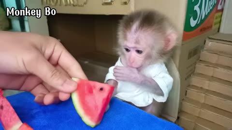 baby monkey eats watermelon