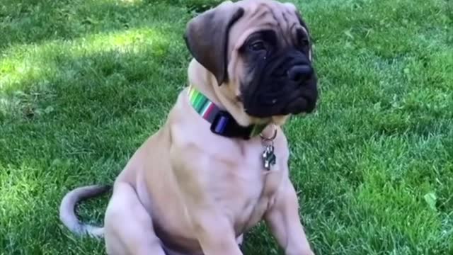 Bullmastiff 🐶 One Of The Laziest Dog Breeds In The World