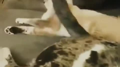 Funny Cat and dog Videos .try not to laugh #funnyvideos #Shorts