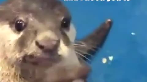 Otter teaches human how to pet