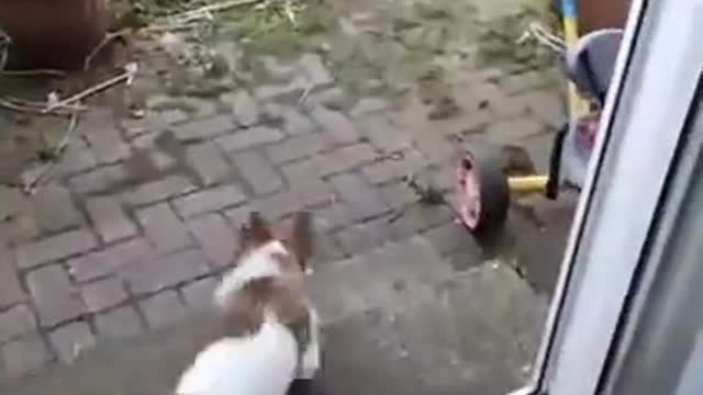 Dog aur cat ki funny video