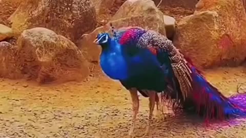 Amazing peacock