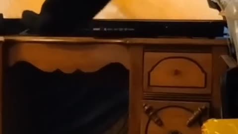 Funny Cat