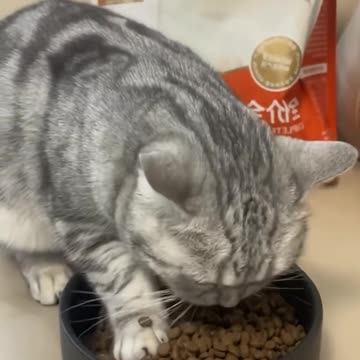 Funny animal videos|Cute animal videos |Funny dog&cat videos|Hilarious pet videos|funny video