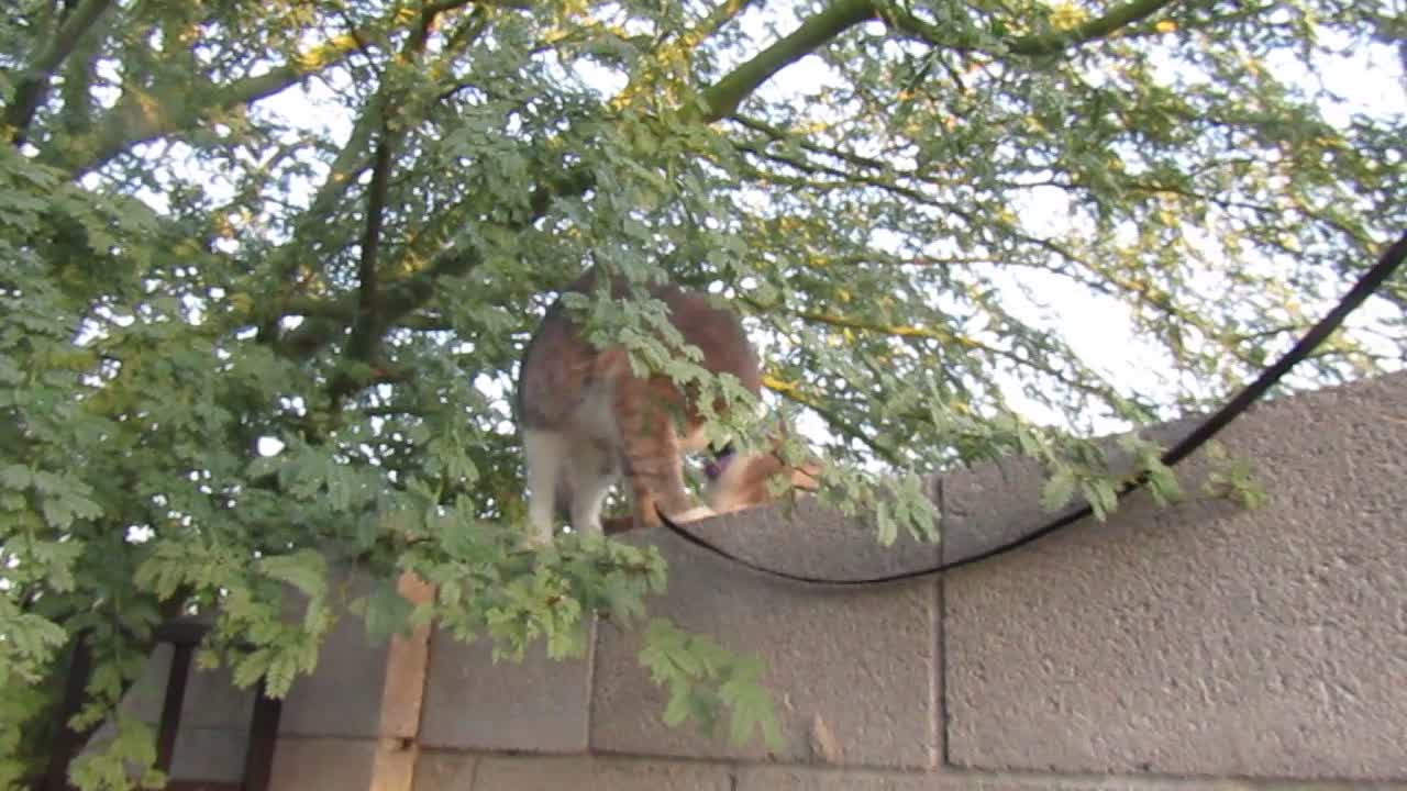 Cat on top of the wall