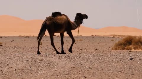 Wonders of Camels and Their Adaptations to Desert Life!