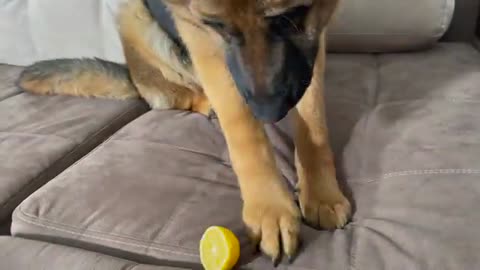 My German Shepherd Reacts to Trying Lemon!