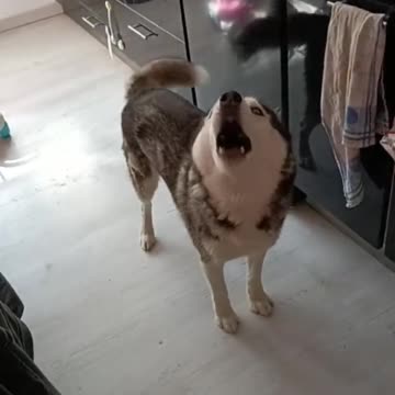 Huskies never lose an argument