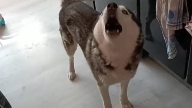 Huskies never lose an argument