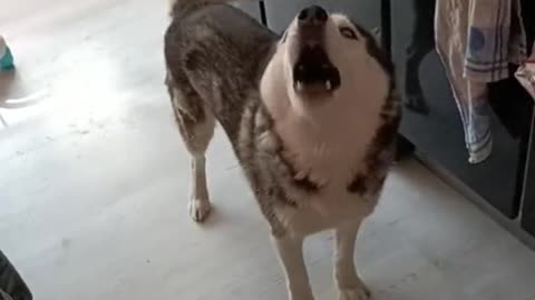 Huskies never lose an argument
