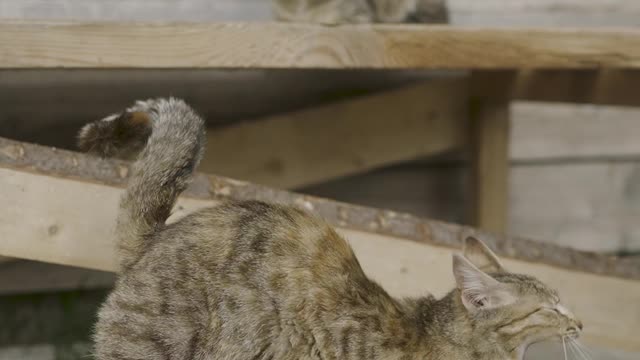 A cat yawing and stretching starting a new day