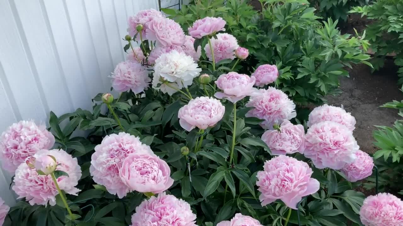 Canadian Peony Society Virtual Show