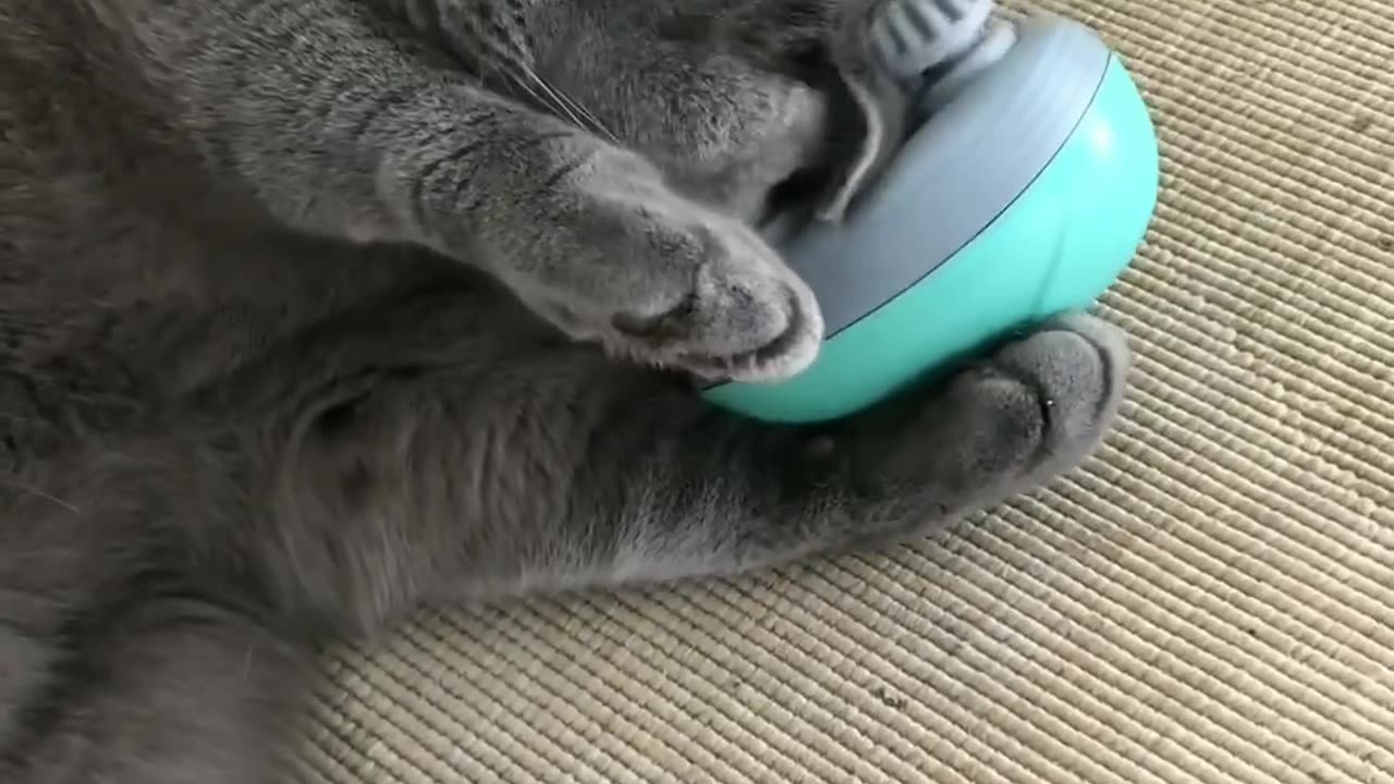 Cat massage