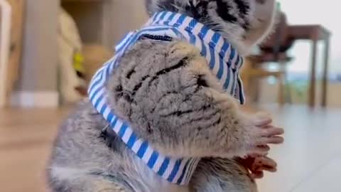 Bush baby enjoys a snack
