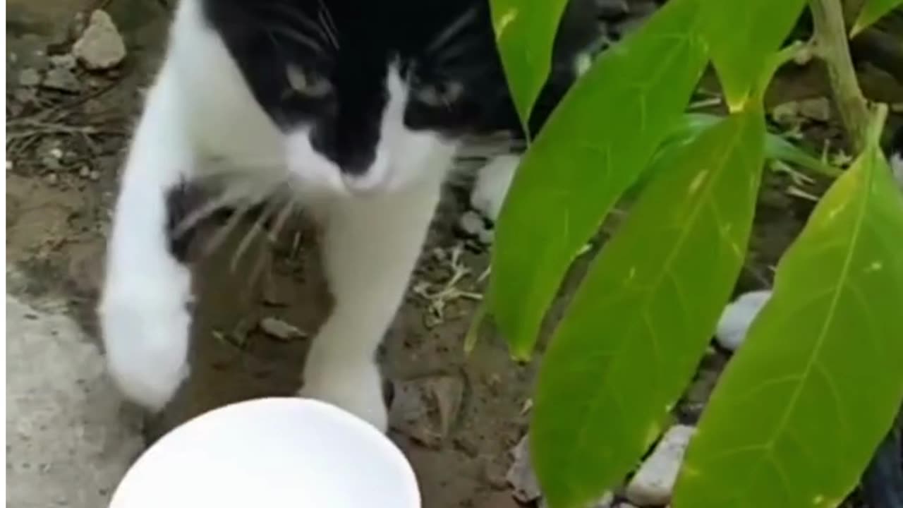 smart cats😎😎,funny animal videos 2023