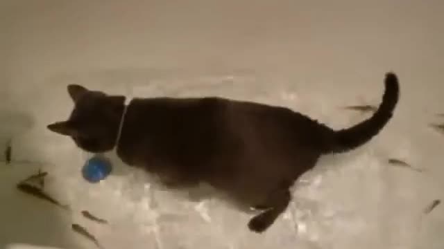 Cat catches fish