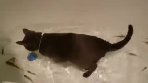 Cat catches fish