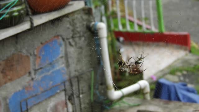 How Spider Catch insects For food.