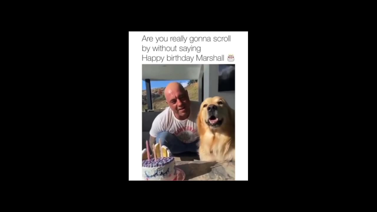 You Laugh 😂 You Lose 😣| " Level Hard"| |Funny Animals Video | #23