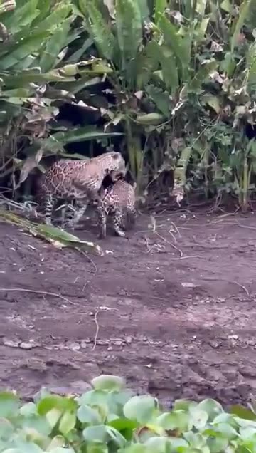Jaguar and its cubs in the Pantanal