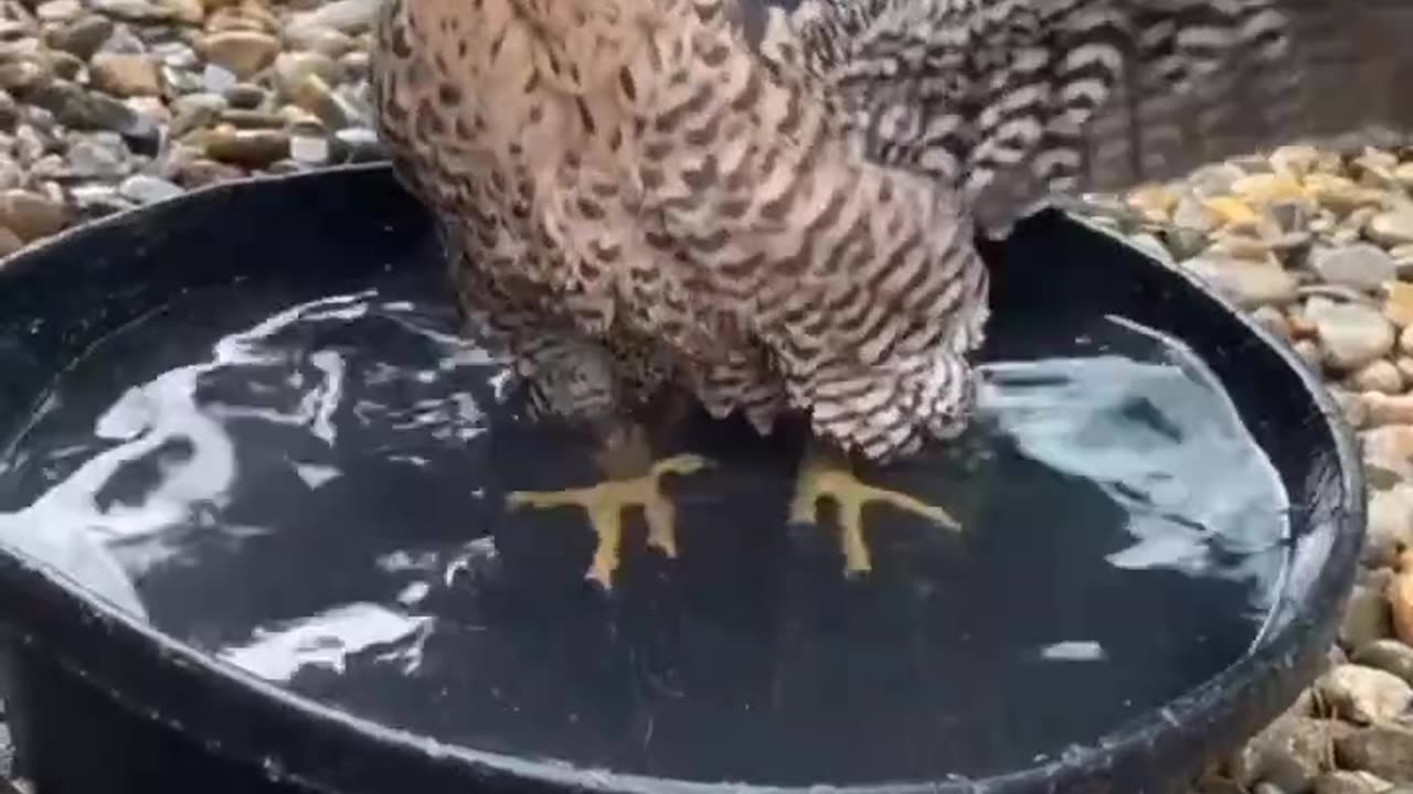 Beautiful bird taking bath