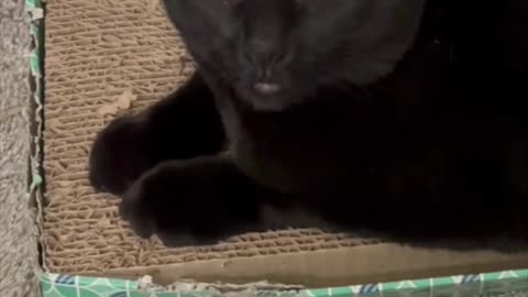 Adopting a Cat from a Shelter Vlog - Cute Precious Piper Has Some Super Sweet Expressions
