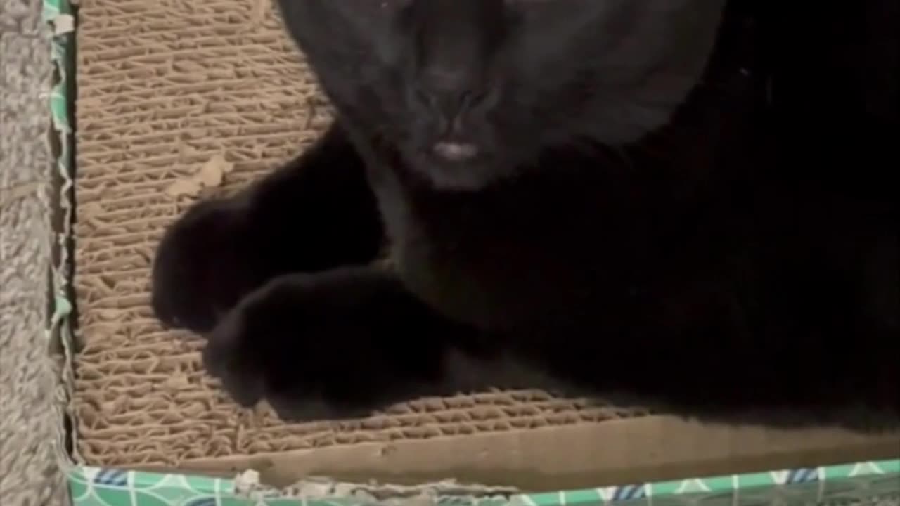 Adopting a Cat from a Shelter Vlog - Cute Precious Piper Has Some Super Sweet Expressions