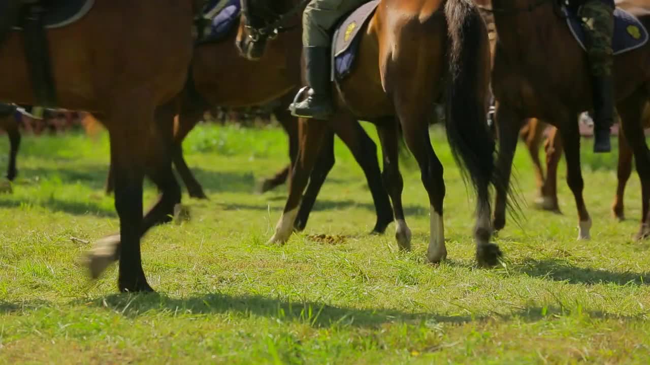 Many horses with riders walk along the green grass, a narrow zone of sharpness