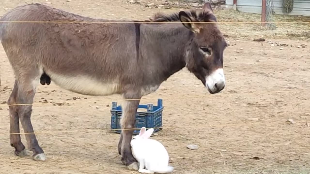 Donkey hangs out with his bestfreind bunny 😍