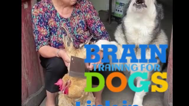 Brain Training for Dogs - To Eliminate Bad Behavior