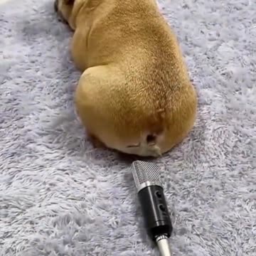 Pets funny moment 😅😅😂😂