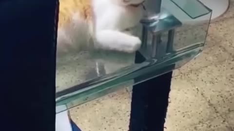 Funny Cat