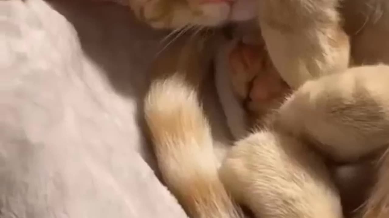 😂funny animal videos that i found for you 😂