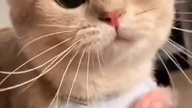 Funniest 🐱 cat videos on tha plane # 005 #best #cat #funny animals video 2022 #shorts #viral #funny